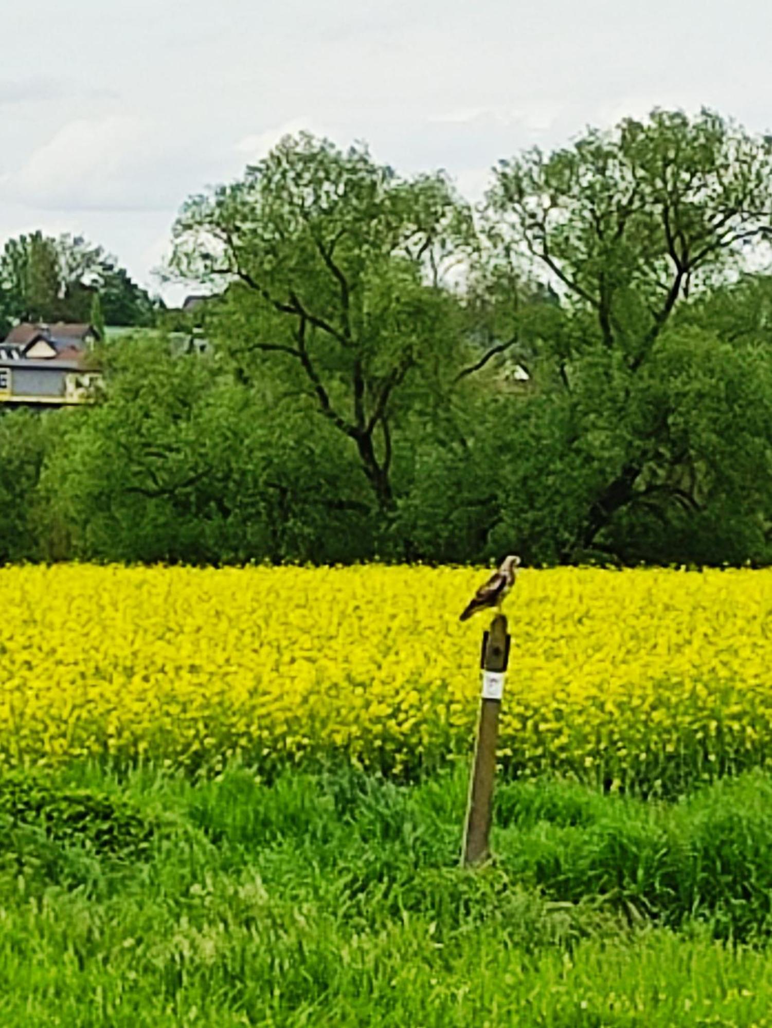 Ferienwohnung An Der Lahn Лимбург-ан-дер-Лан Экстерьер фото